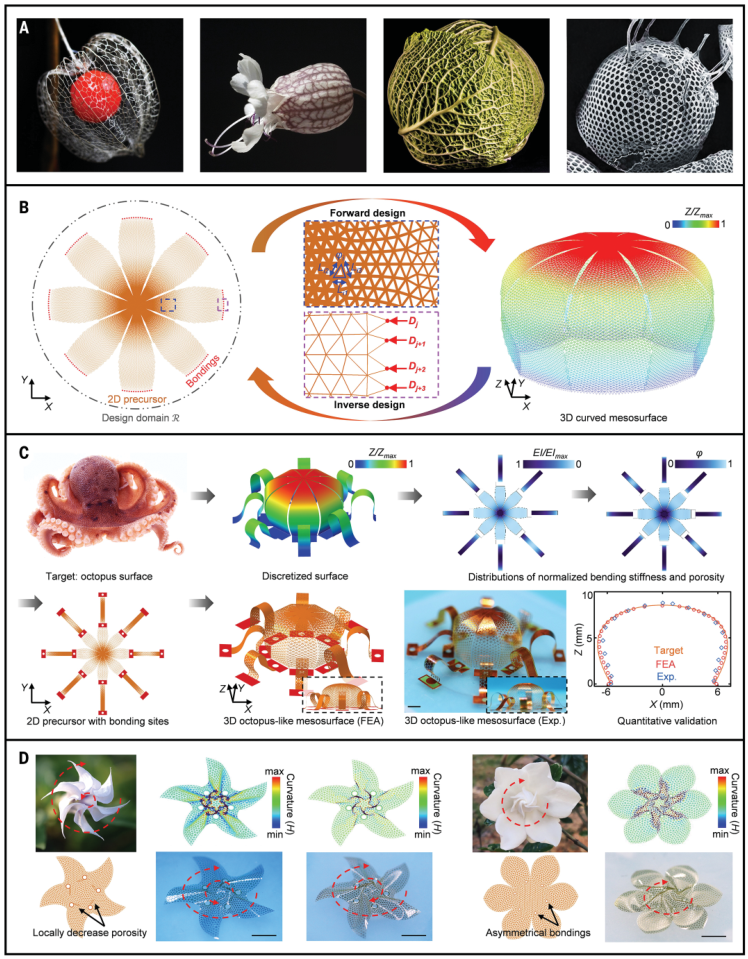 图1. 基于仿生微格子设计策略的三维曲面中尺度表面曲率编程概念示意图